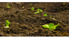 土壤对农作物影响凯发集团娱乐的解决方案